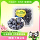 88VIP：Driscoll's怡颗莓云南蓝莓4盒/6盒/12盒 125g/盒蓝莓当季新鲜水果