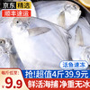 青岛海捕银鲳鱼 4斤 白鲳扁鱼平鱼 海鱼 生鲜鱼类 海鲜水产 8-10/斤 4斤码头直供
