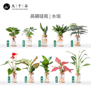 九千谷 水培植物文竹 室内观叶植物盆栽绿植桌面摆件 含玻璃瓶竹托8160 文竹 含玻璃瓶+竹托