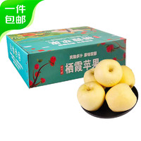 果当爱 山东维纳斯黄金苹果 精品12粒礼盒装 果径75mm新鲜苹果 源头直发