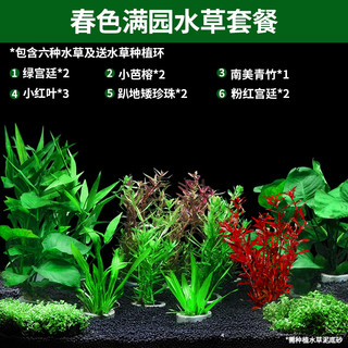 CRAZY PLANT水草套餐 鱼缸造景 懒人直接入缸真水草阴性水草 春色满园水草套餐