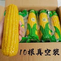 优顺 超值山西黄糯玉米棒粘苞玉米真空包装一整箱代餐苞米棒