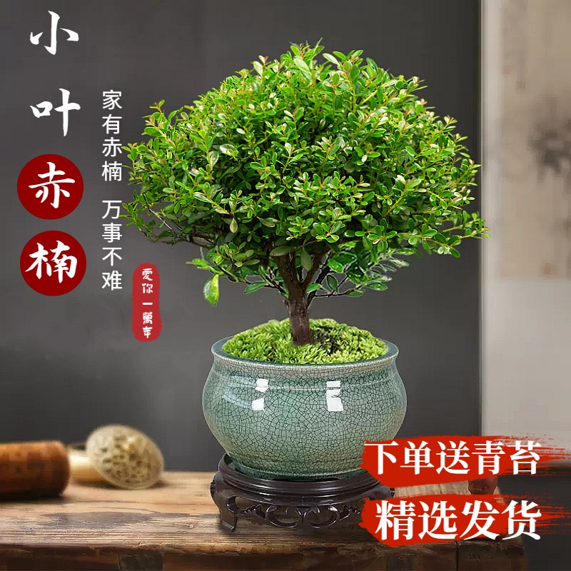 小叶赤楠老桩盆景苗植物花卉微景观水培庭院阳台好养四季常青盆栽