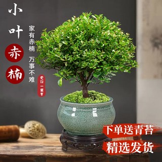 小叶赤楠老桩盆景苗植物花卉微景观水培室内阳台好养四季常青盆栽