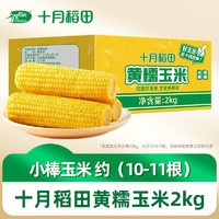 十月稻田 黄糯玉米2kg 东北粘玉米