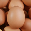岸上人家新鲜鸡蛋农家散养鸡蛋鸡场直发单枚40g左右 10枚装