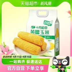 SHI YUE DAO TIAN 十月稻田 玉米黄糯玉米1.76kg*1袋