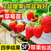 卉轩居 奶油草莓苗盆栽种籽子带盆带土红颜四季结果可食用阳台种植新秧苗