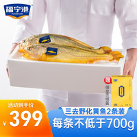 福宁港三去野化黄鱼 霞浦大黄鱼 海鲜水产 生鲜鱼类 渔至尊系列 【2条礼盒装】700~800g/条