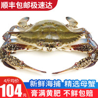 【鲜活发货】梭子蟹 青岛梭子蟹鲜捕螃蟹大海蟹花蟹白蟹海鲜蟹类 全母蟹鲜活 1斤装【只只精选】