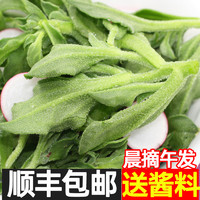 农大姐妹 新鲜冰草冰菜蔬菜冰花冰叶火锅即食5生吃3斤沙拉菜包邮现摘顺丰