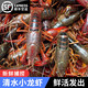 鲜活/小龙虾 5kg装（单只15-25克）