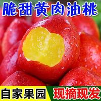 冰茜 山东黄肉油桃 精选大果 5斤装