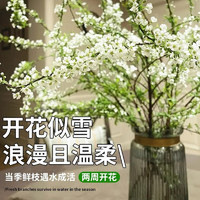 绿达 雪柳干枝水培花室内花卉 雪柳鲜枝+营养液