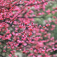 秋忆浓 红梅花树苗盆栽老桩庭院耐寒冬季开花卉植物浓香原生高杆骨里红梅5年苗1颗