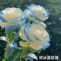 申堰 碎冰蓝玫瑰玫瑰老桩花卉绿植盆栽阳台花卉玫瑰花盆栽室内 稀有碎冰蓝共