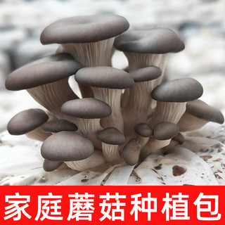 蘑菇种植包家庭菌包自种可食用菇菌种平菇家种榆黄菇母种秀珍菇