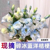 西子悦 碎冰蓝洋桔梗鲜花25-30朵+尤加利叶5支