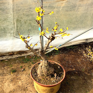 秋忆浓 腊梅花盆栽花卉小苗耐寒植物室内四季红梅盆景绿梅树苗花苗腊梅嫁接苗3cm粗一颗