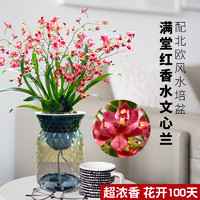 刘阁兰花 带9支花出售 香水文心兰梦香水培植物室内外花卉绿植小盆栽兰花苗