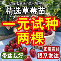 奶油草莓苗盆栽带盆带土种籽子可食用红颜四季结果阳台种植新苗秧