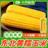 十月稻田黄糯玉米220g3根6根10根东北粘玉米软糯香甜真空独立