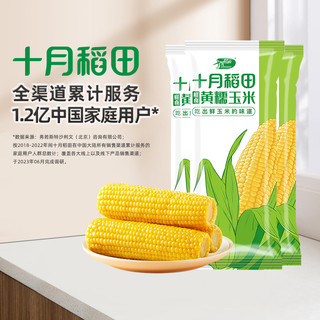 十月稻田 鲜食黄糯玉米220g*3根大棒新鲜苞米真空包装早餐低脂