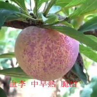 YIMINGHUAJIANG 一名花匠 特大果晚熟脆甜李子树苗嫁接李子苗青脆李南方北方种植地栽果树苗 5年苗带分叉3 80cm(含)-89cm(含)