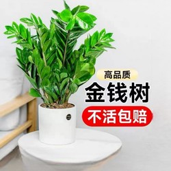 忻朵 金钱树盆栽植物室内花卉大型客厅好养绿植大摇钱小发财树办公桌