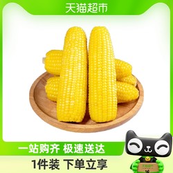 焱芔磊 新鲜玉米东北黄糯玉米220g*8根甜糯包邮