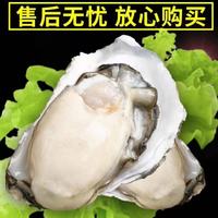 秒杀！产地直发！乳山生蚝 3XL号 5.5斤装 顺丰冷链（带官方溯源防伪标识、死蚝包赔