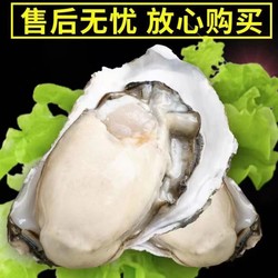 秒杀1000单！乳山生蚝 XXXL 5.5斤装 鲜活（带官方溯源防伪标识、死蚝包赔）