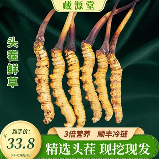 西藏那曲2024头期新鲜冬虫夏草头茬鲜虫草顺丰包邮 0.7-0.8g/根（满10根起发）