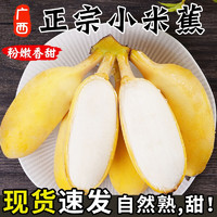 文枝 正宗广西小米蕉香蕉带箱 9斤