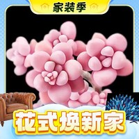 春焕新、家装季、PLUS会员：多肉植物盆栽 桃蛋老桩双头5-6cm