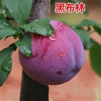 YIMINGHUAJIANG 一名花匠 李子苗青脆李南方北方种植地栽果树苗 黑布林5年苗带分叉 80cm(含)-89cm(含)