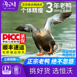 恒蜂源 精选土鸭老鸭新鲜正宗老鸭子3年水鸭农家散养鸭肉大麻鸭整只母鸭