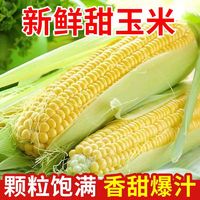 京百味 新鲜水果玉米当季蔬菜颗粒饱满现摘现发香甜多汁 5斤