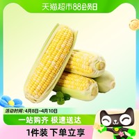 88VIP：绿鲜集 云南金银水果玉米新鲜蔬菜生吃甜玉米棒子苞谷米农村现摘甜糯玉米
