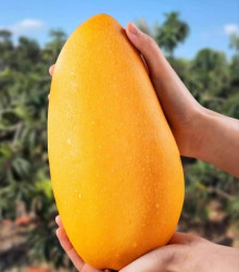 【省73元】黄花地芒果_黄花地 今日特价 巨无霸特大果 金煌芒 净重9斤