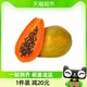  88VIP：广西牛奶油红心木瓜4.5-5斤装(2-4个)单果500g+不催熟到就吃　
