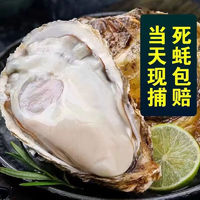 农美年乳山精品生蚝4XL新鲜海鲜带壳 特大牡蛎海蛎子5.5斤装 单个3-4两 乳山臻品生蚝 单只 3-4 两