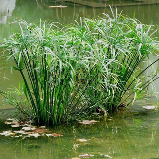 others 其他 一名花匠水生植物水培龟水竹盆栽盆景花卉水棕竹鱼缸水池趣味水养 整体高度50-70厘米 10颗 不含盆