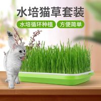 TaoMu 淘牧 猫草育苗盘小麦种子无土水培盆栽猫薄荷化毛草自己种猫咪幼猫零食