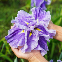 HONGYUE 虹越 大花菖蒲日鸢尾玉蝉花裸根芽庭院宿根花境花园植物湿地多年生好养