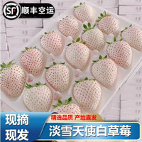 糜鸿【顺丰】淡雪草莓奶油白草莓特大果礼盒装