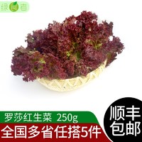 绿食者 新鲜红叶生菜 罗莎红 紫叶红叶生菜 健康轻食沙拉蔬菜 西餐食材 250g