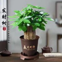 篱趣 绿植小盆栽桌面懒人好养寓意好植物 三棵发财树+古风塑料盆带底座