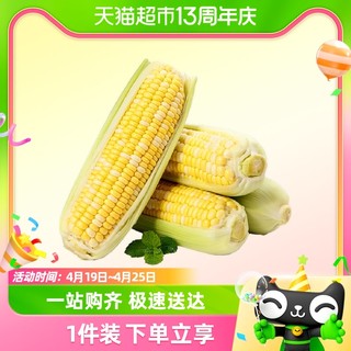 88VIP：绿鲜集 云南金银水果玉米新鲜蔬菜生吃甜玉米棒子苞谷米农村现摘甜糯玉米