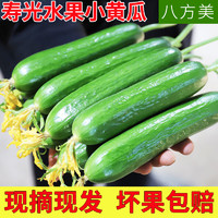 八方美 新鲜水果黄瓜荷兰无刺青瓜蔬菜生吃小黄瓜现摘现发5斤